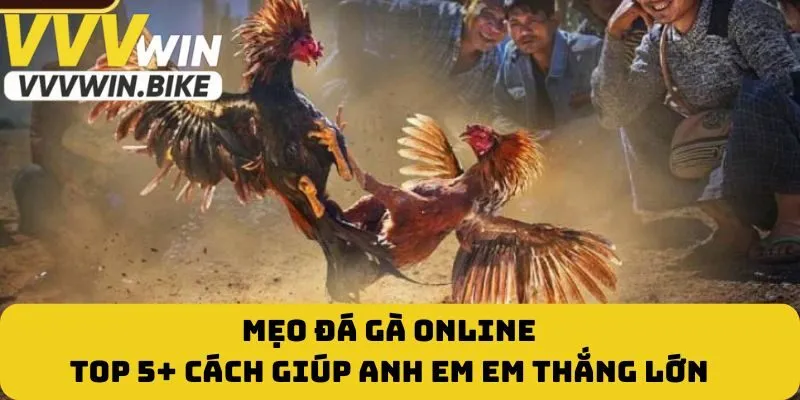 Mẹo Đá Gà Online - Top 5+ Cách Giúp Anh Em Em Thắng Lớn